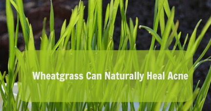 Wheatgrass-To-Naturally-Heal-Acne